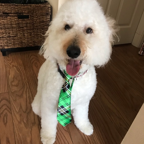 Meet your Posher, Hayley - Picture 2 of 3